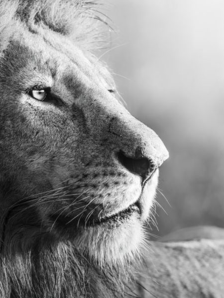 The Lion of&nbsp;Judah