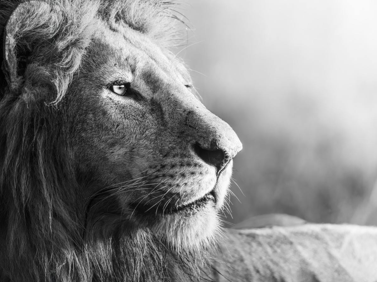 The Lion of&nbsp;Judah